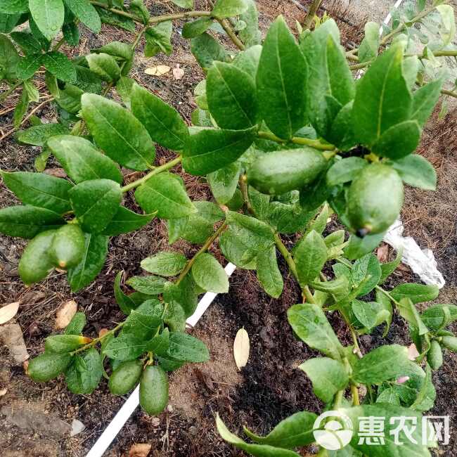 子弹头香水柠檬批发零售奶茶店一件代发