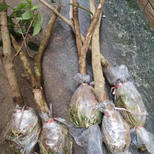 桂平市冰荔，仙进奉圈枝苗，自家果园品种保真。默认下单发仙进奉