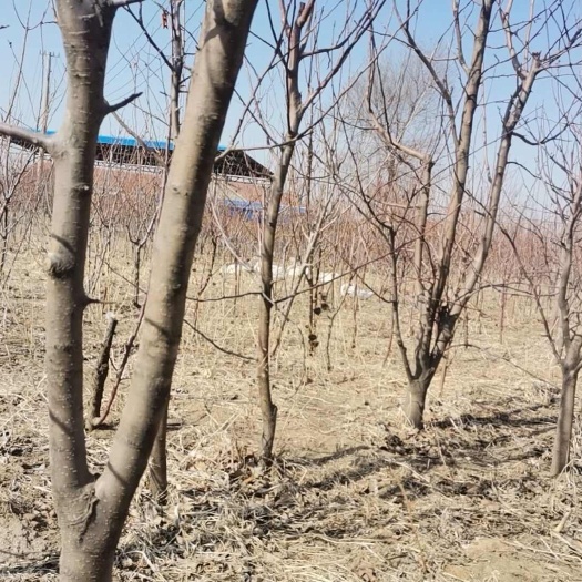 梨树县吉林省四平市梨树县果树苗基地直发鸡心果树，大苹果树4一6公分