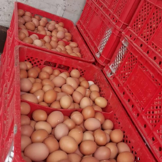 大量出售新鲜鸡蛋
