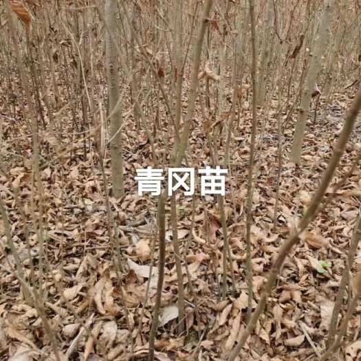 苍溪县青冈树苗