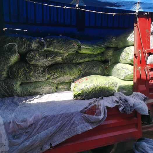 商河县每年三月份开始大量下精品芸豆