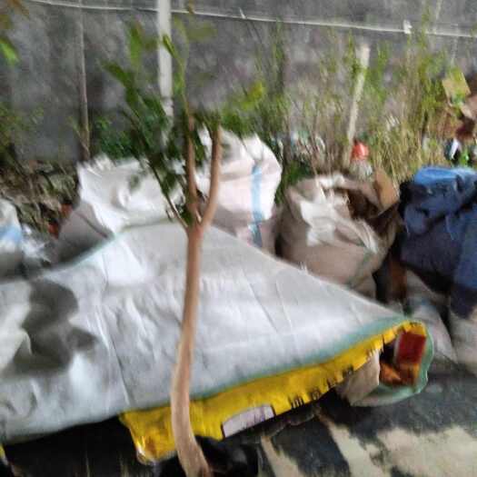 平邑县精品盆栽石榴苗 突尼斯软籽石榴