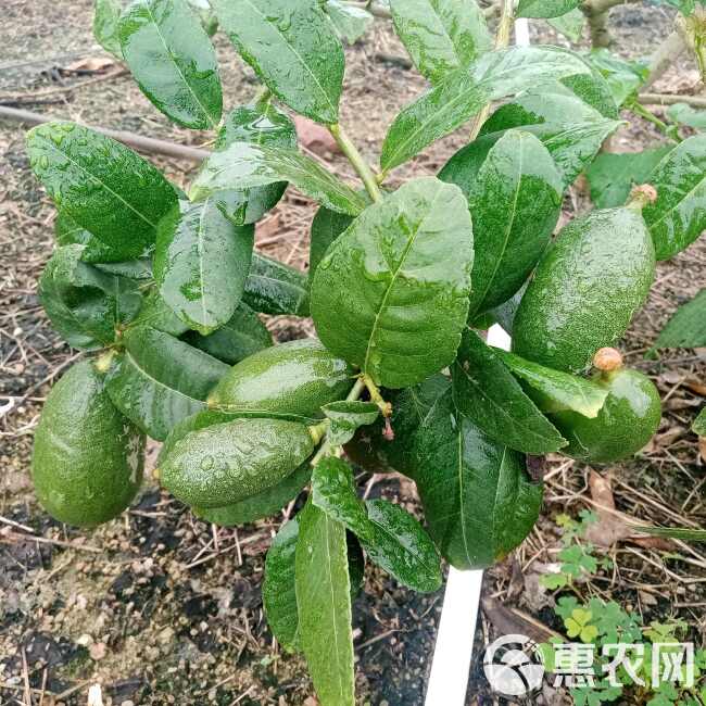 子弹头香水柠檬批发零售奶茶店一件代发