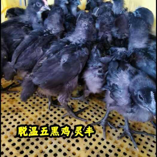 深圳五黑鸡