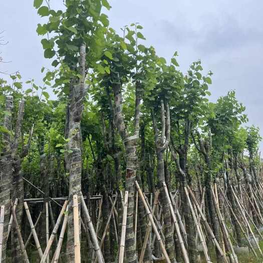 揭阳出售8-10公分宫粉紫荆