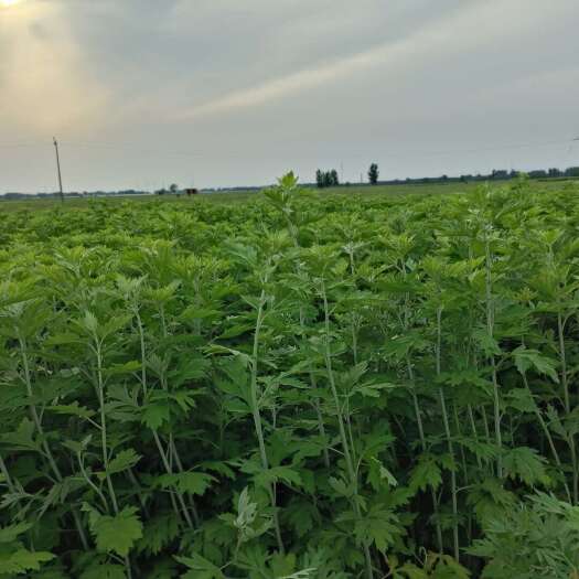 大名县艾草大量上市