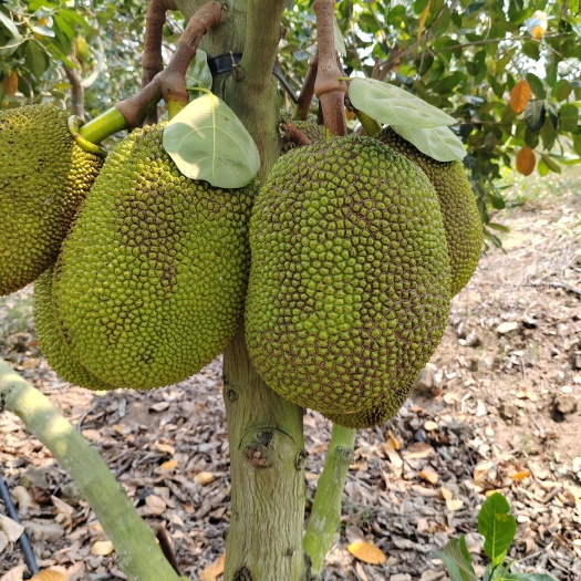 昌江县海南泰八红肉菠萝蜜产地加工发货