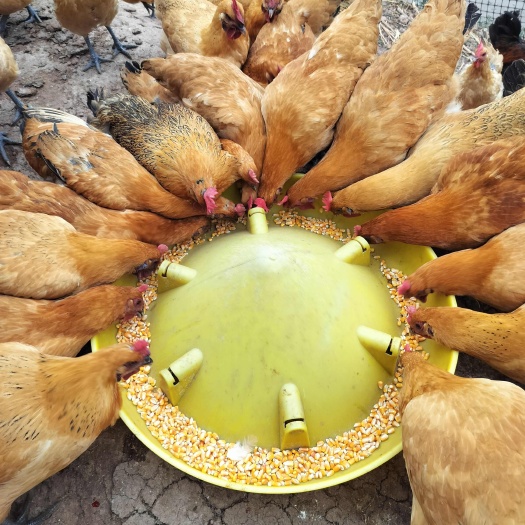 宜宾土鸡蛋 粉壳 绿壳