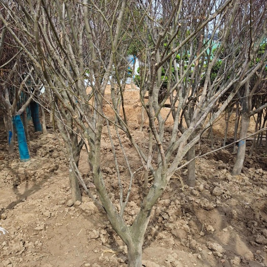 新沂市红枫
