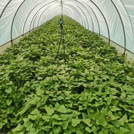 豫薯王红薯苗，高淀粉红薯苗，600亩红薯苗基地，大量出红薯苗