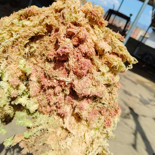 九龙县优质水苔大量出售