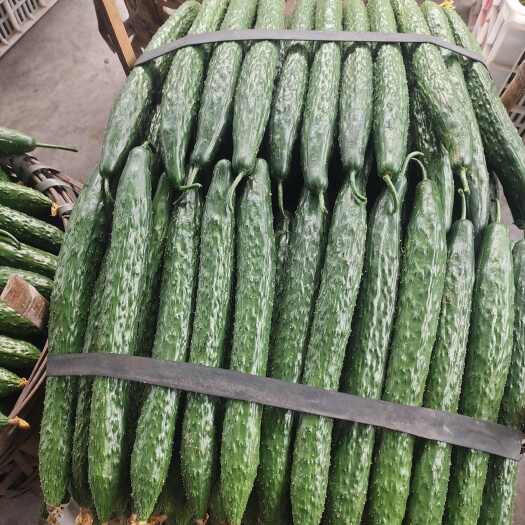 夹江县精品黄瓜