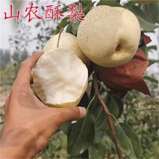 单县山农酥梨，梨中贵族，皮薄肉细汁水多，核小无渣甜度高