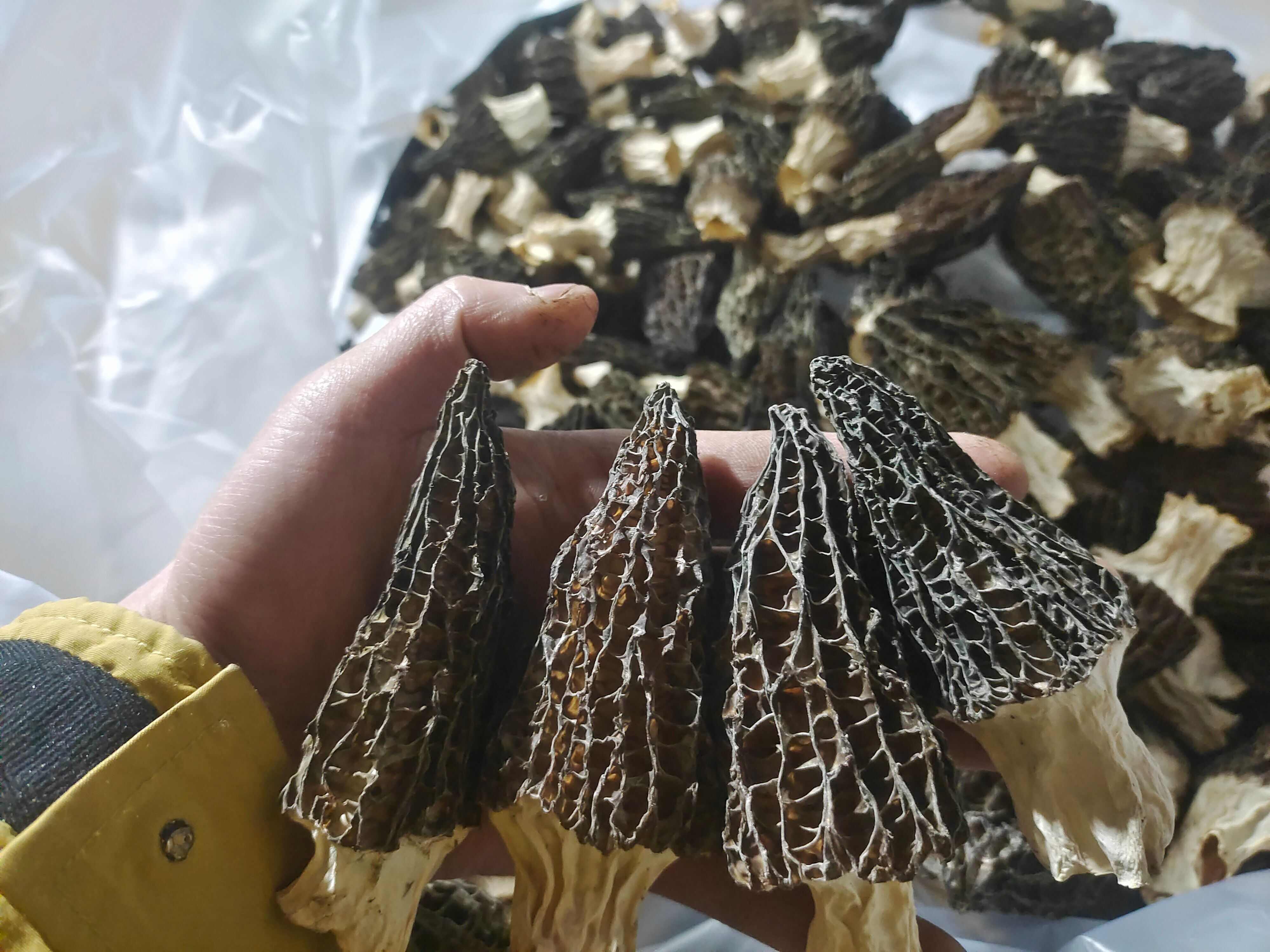 2024羊肚菌干货批发