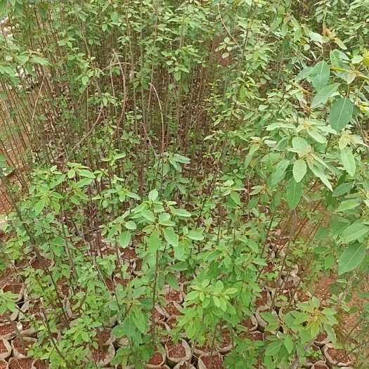 茶陵县山乌桕容器苗