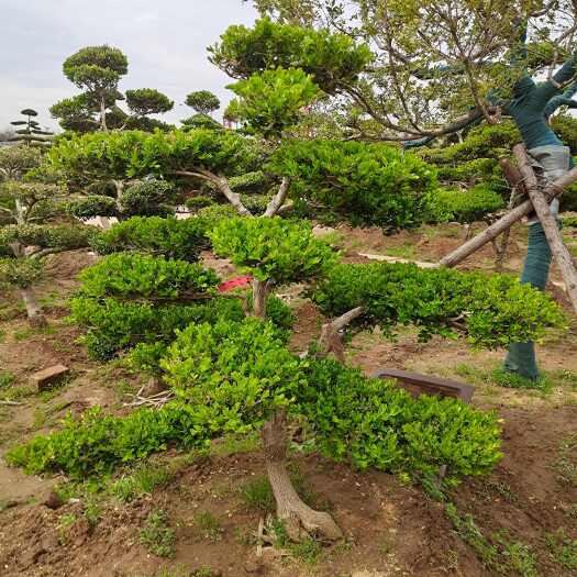 新沂市造型黄杨