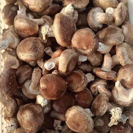 四平精品香菇，大量出售，欢迎带量询价谢谢，