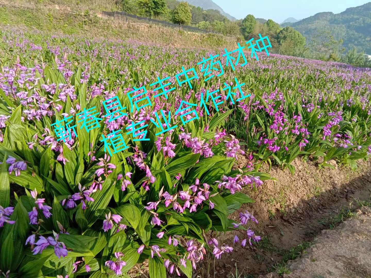 白及，紫花三叉大白芨