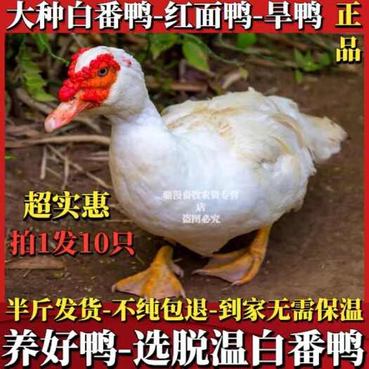  番鸭苗