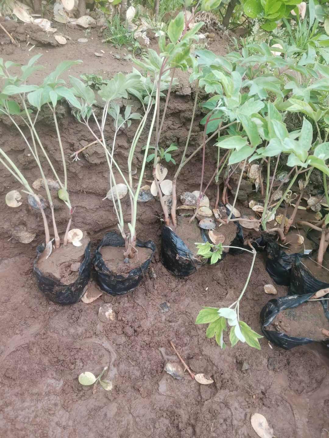 绿化芍药 芍药 死苗补发 观花植物 量大可优惠