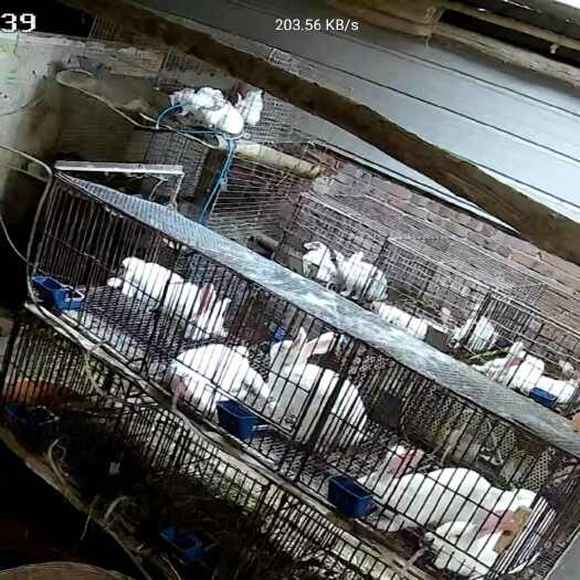 重庆市农村散养肉兔