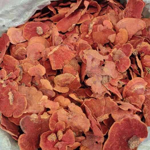 昆明牛樟芝，红栓箘