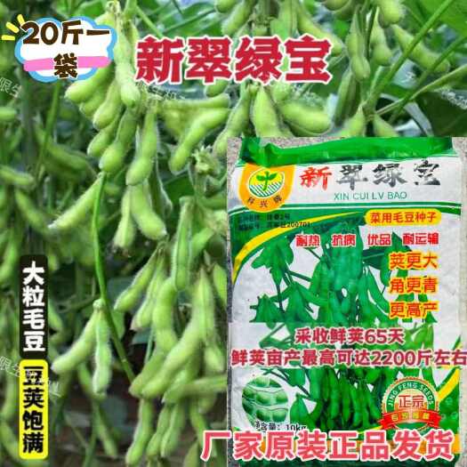 沭阳县新翠绿宝毛豆种子菜用大籽粒毛豆耐热抗病优质高产鲜食大青毛豆籽