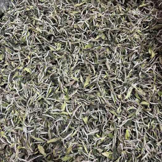 福鼎市2024大毫白牡丹王福鼎白茶，芽叶饱满，花香水甜