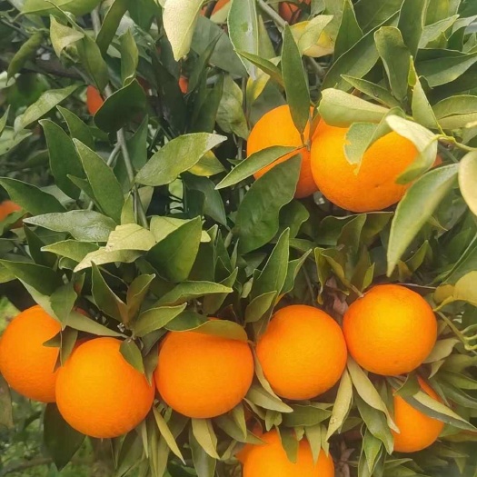 长叶香橙