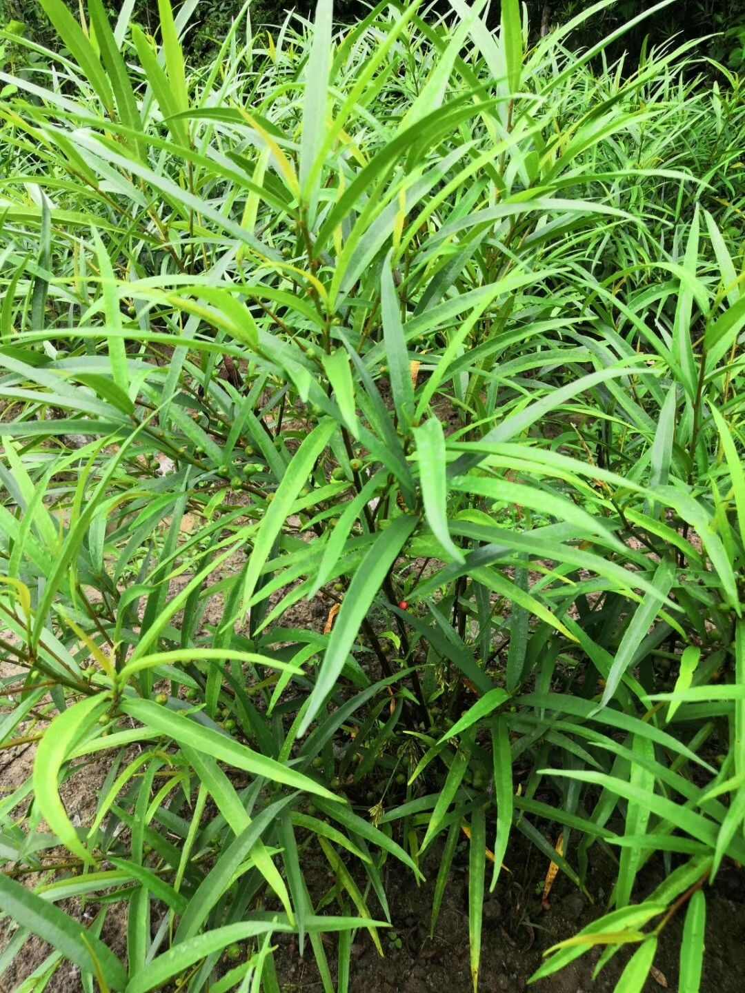 [牛奶树根批发]白花牛大奶根苗 小叶白花牛奶根苗 柳叶白花牛奶根苗