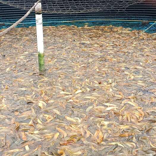 本地塘鲺