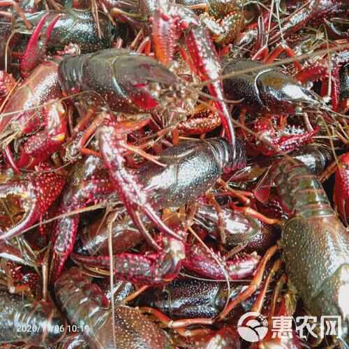 湖北洪湖清水小龙虾，肉质饱满，规格硬，包直达运费