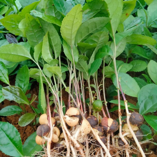 阳朔县茶叶芽苗
