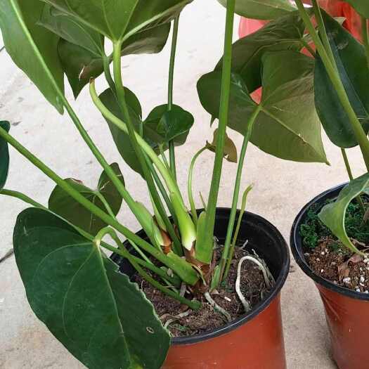 漳州瑕疵红掌阳台绿植盆栽庭院种植