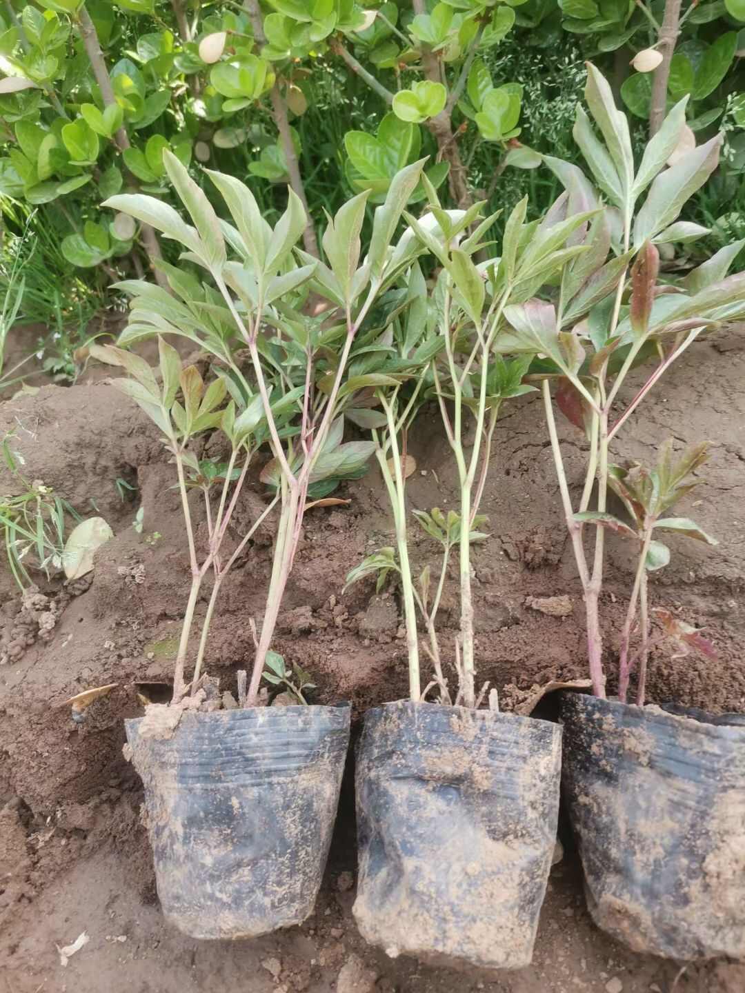 绿化芍药 芍药 死苗补发 观花植物 量大可优惠