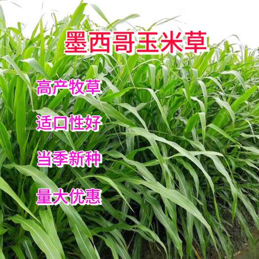 苏州墨西哥玉米草种子 养殖牛羊鱼猪鱼畜牧草种子，牧草种子批发