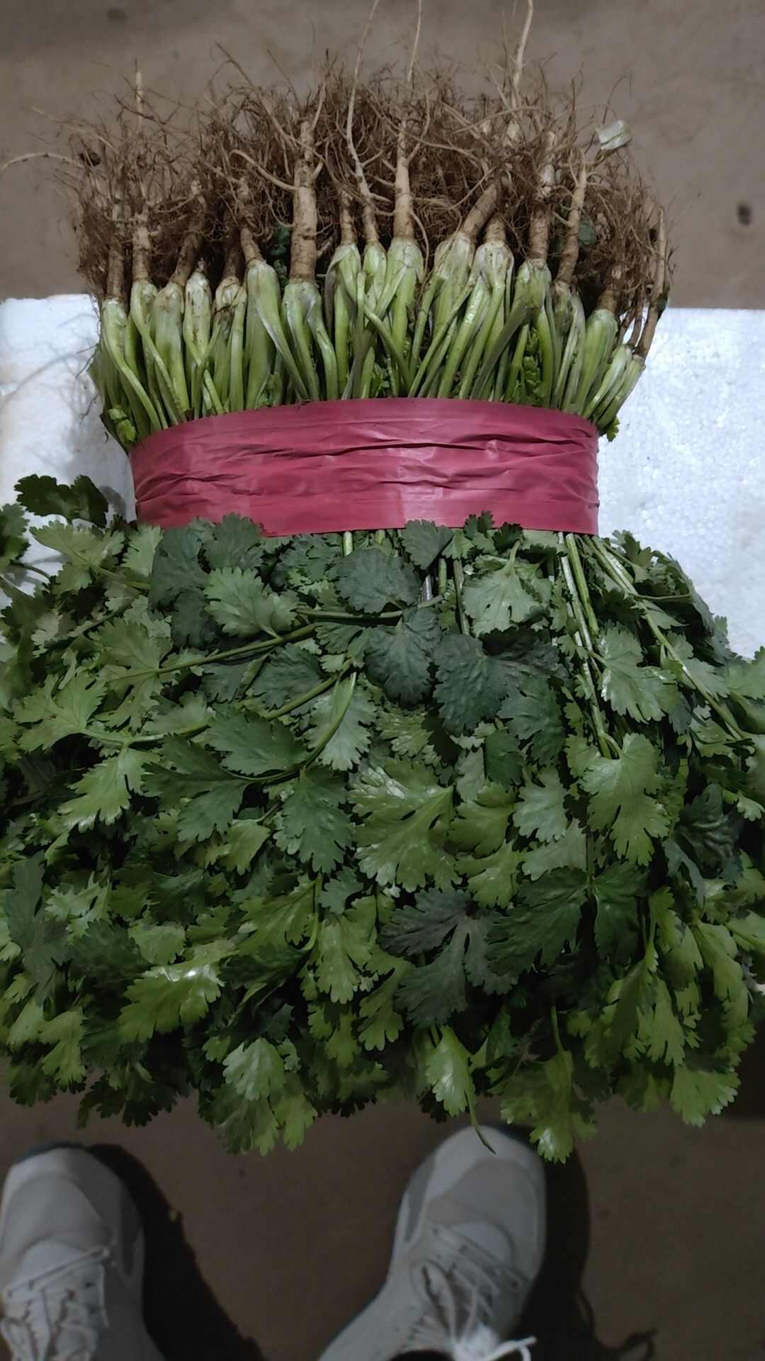 精品香菜，产地直发大量供应各大市场 商超 学校 食堂 加工厂