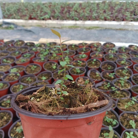 怀集县蓝莓组培苗，盆栽
