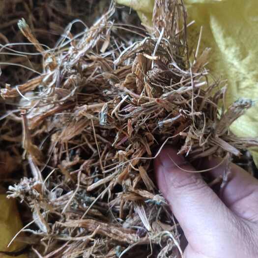 虞美人 龙胆花 新货