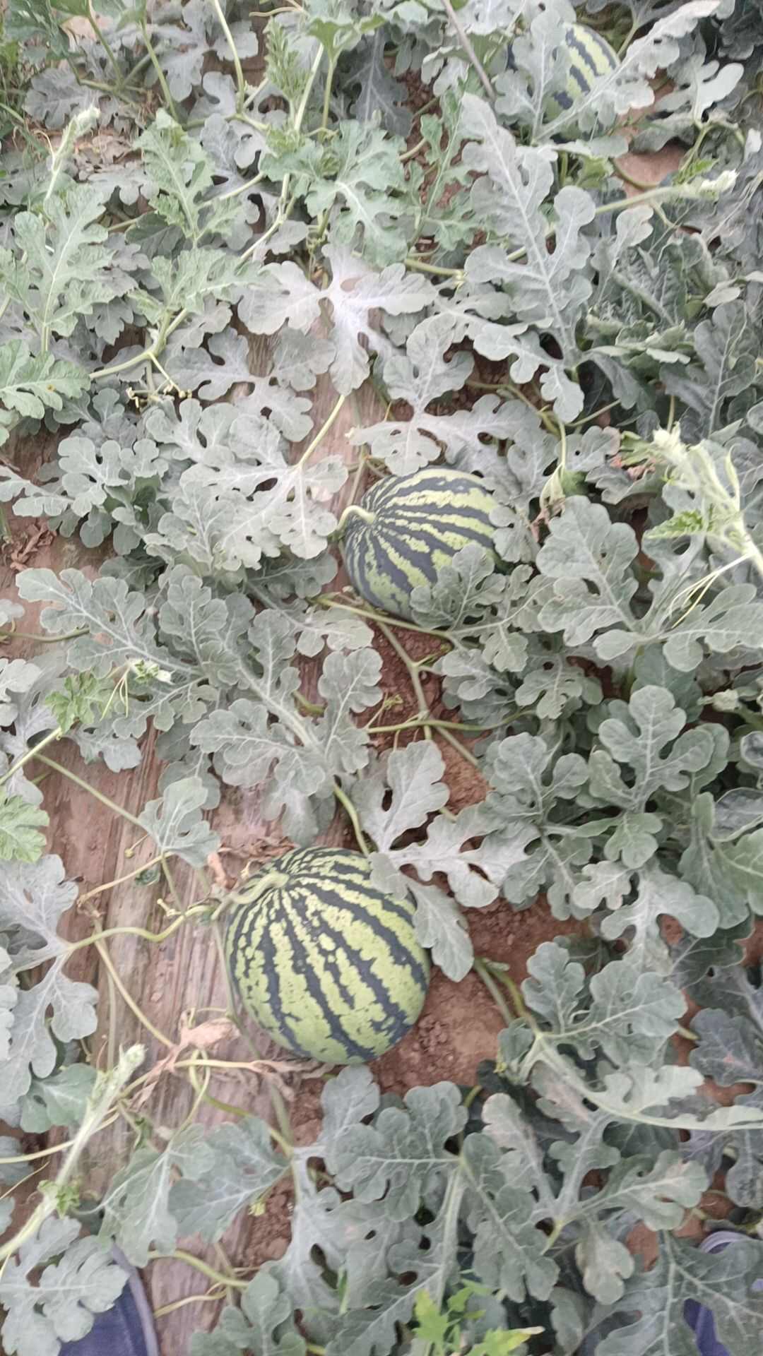 甜王西瓜5.1上市