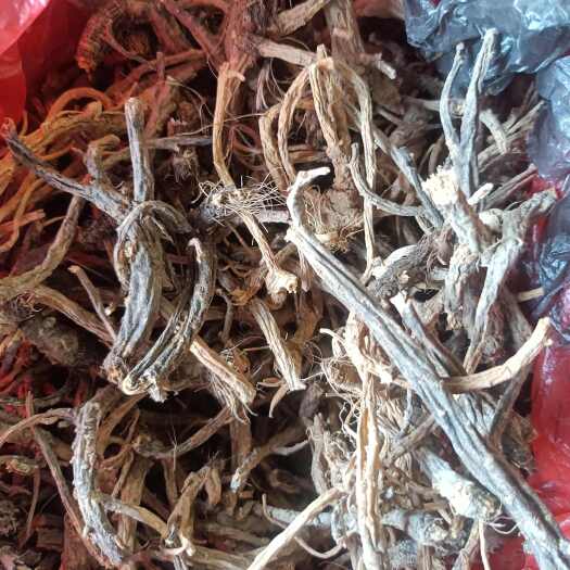 巫山前胡 前胡 非种植