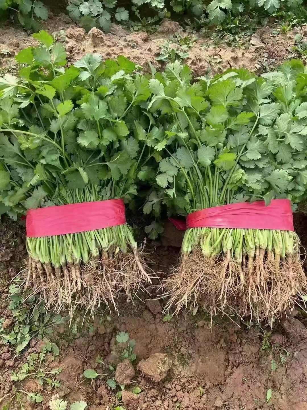 精品香菜，产地直发大量供应各大市场 商超 学校 食堂 加工厂