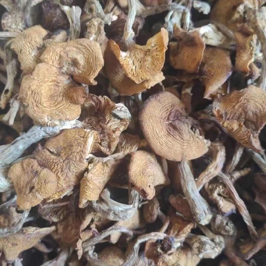 蘑菇 东北野生秋蘑菇去根干榛蘑菇包邮