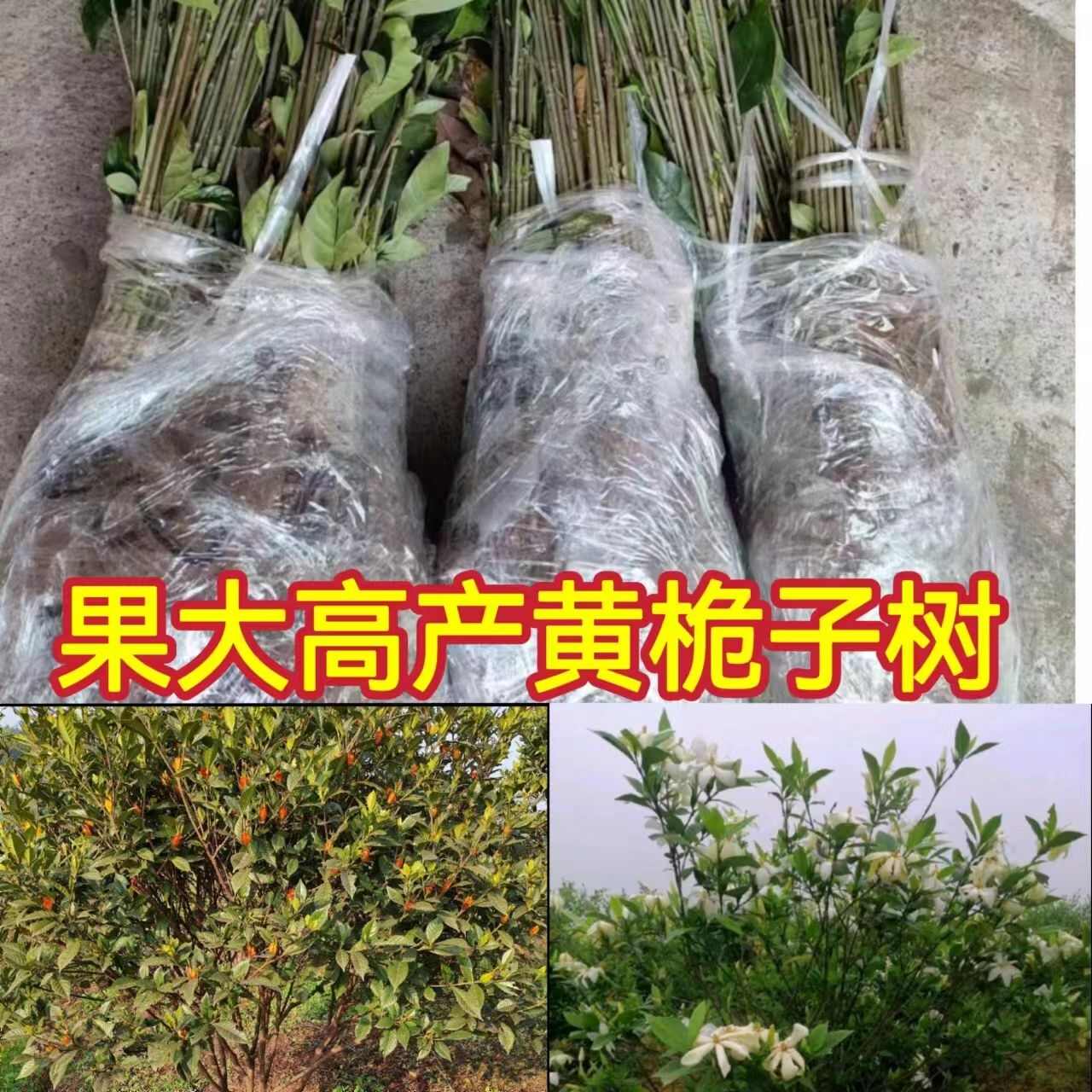 大叶黄栀子苗水栀子树苗红枝子山栀子苗中药材天然调色香料苗