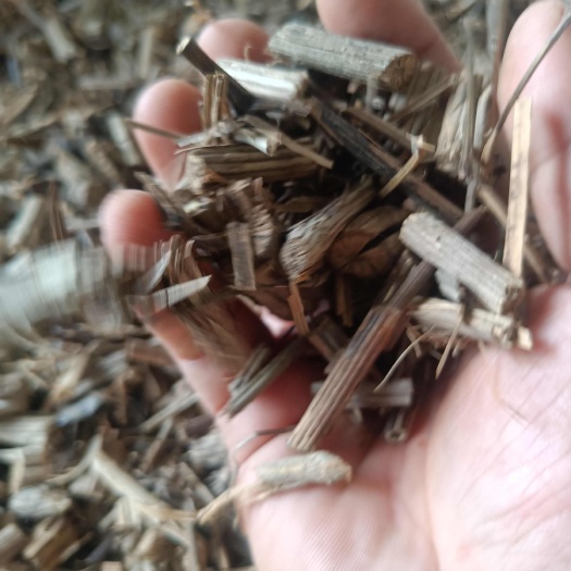 巫山威灵仙 灵仙段 枝段