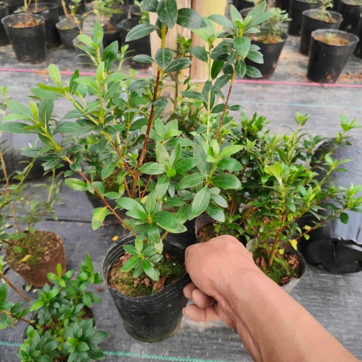 漳平市（精选）皋月杜鹃日子，丸红子，唐狮子，花笠，沙地  量大有货