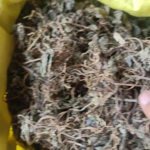乌筋草 神农架地区名贵药材
