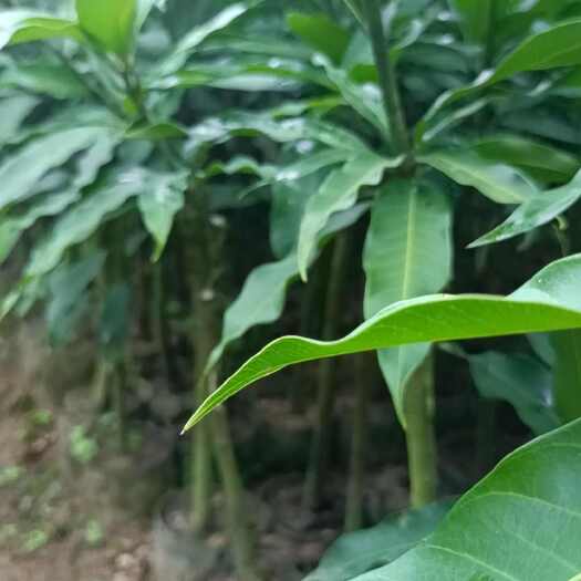 台农芒果嫁接苗，保证正品，保湿，保鲜，基地直发，请放心下单