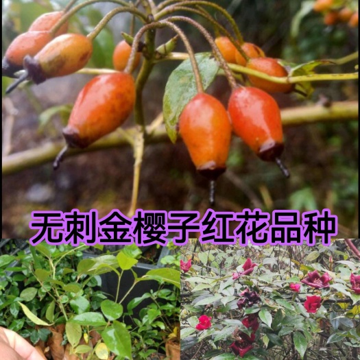 灵山县包邮红花无刺金樱子，树有刺果有无刺品种，易种泡酒原材料。